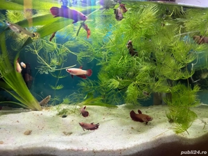Pești acvariu  - imagine 4