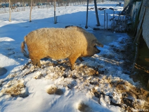 Mangalita scroafa un an jumate.  - imagine 3