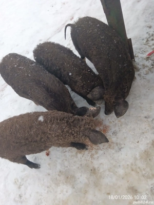 Vând grăsuni bazna cu mangaliță