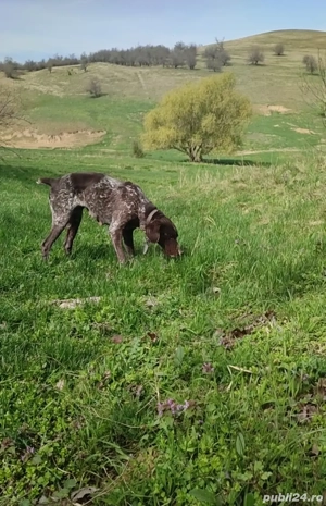 Brac german de trufă  - imagine 2