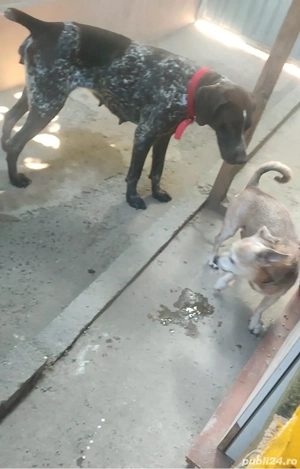 Brac german de trufă 