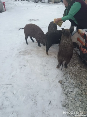 Vând grăsuni bazna cu mangaliță - imagine 4