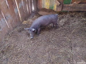 Purcei metis Duroc Pietrean