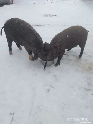 Vând grăsuni bazna cu mangaliță - imagine 3