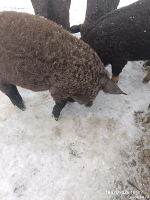 Vând grăsuni bazna cu mangaliță - imagine 2