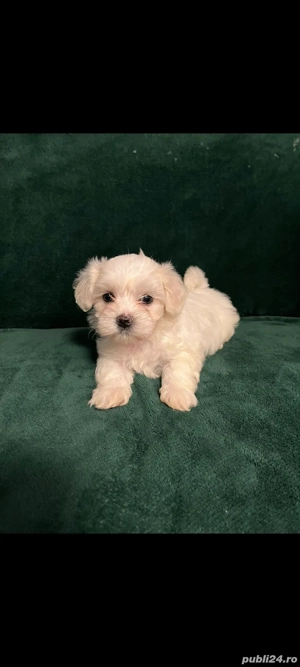 Vand bichon maltez  - imagine 3