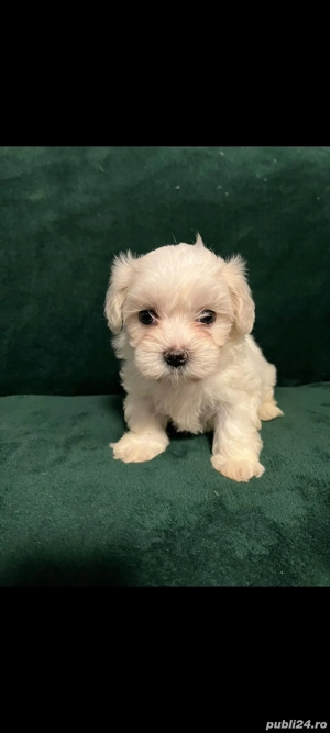 Vand bichon maltez  - imagine 4