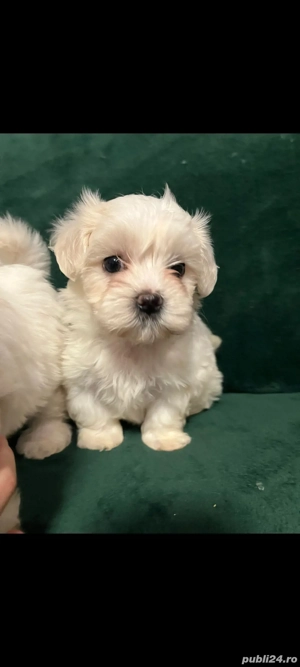 Vand bichon maltez  - imagine 2