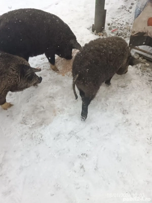 Vând grăsuni bazna cu mangaliță - imagine 5