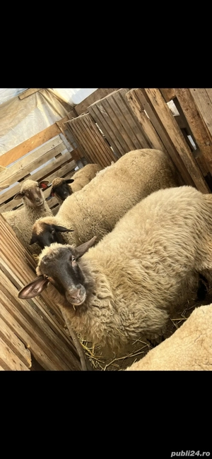 Vând oi cu miei