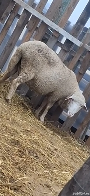 Vând oi cu miei - imagine 3
