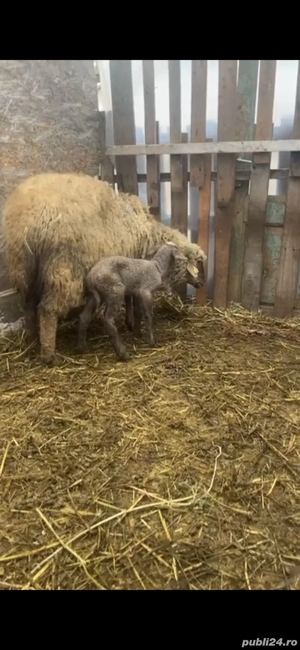 Vând oi cu miei - imagine 4