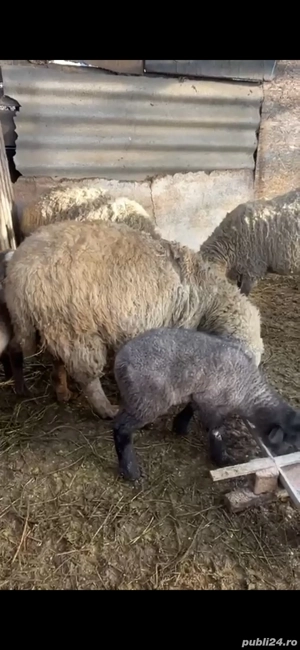 Vând oi cu miei - imagine 5