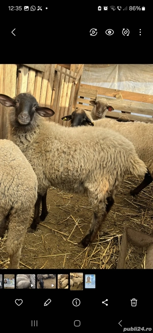 Vând oi cu miei - imagine 2