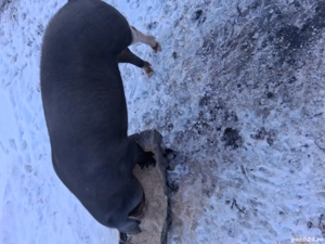 Vînd porc la triteni