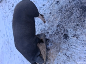 Vînd porc la triteni - imagine 2