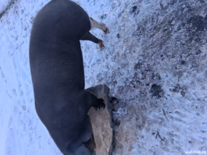 Vînd porc la triteni - imagine 3