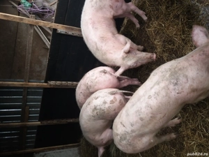 De vanzare porci rasa - imagine 2