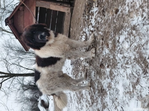 Vand mascul ciobanesc bucovina cu pedigree - imagine 2