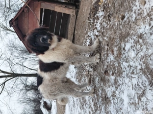 Vand mascul ciobanesc bucovina cu pedigree - imagine 4