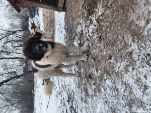 Vand mascul ciobanesc bucovina cu pedigree - imagine 5