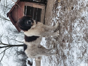 Vand mascul ciobanesc bucovina cu pedigree