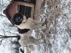 Vand mascul ciobanesc bucovina cu pedigree - imagine 3