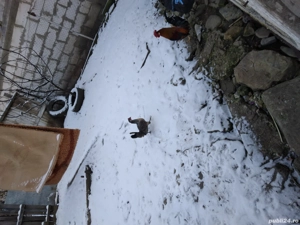 Pitici de vanzare - imagine 4