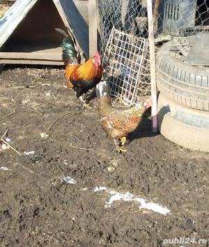 Pitici de vanzare - imagine 3