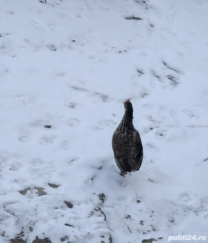 Pitici de vanzare - imagine 2