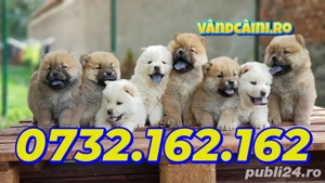 Cumpara legal Chow Chow Rasa Pura cu Factura-Garantie-Microcip Obligatoriu-Carnet-Livrare la Suceava