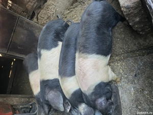 Porci BAZNA = porci care fac diferența