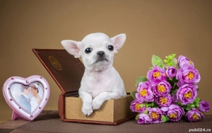 Cumpara legal catei Chihuahua Extra Mini cu Factura-Garantie-Microcip Obligatoriu-Livrare la Timis - imagine 2