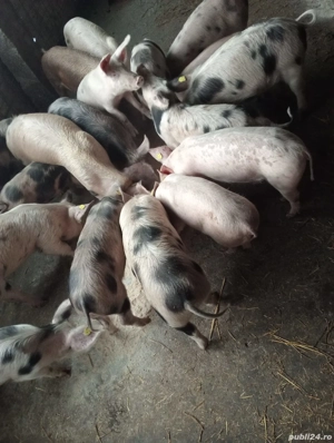 Purcei de vanzare - imagine 3