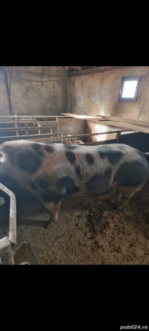 Porci de vanzare