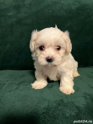 Bichon Mini Toy - imagine 2