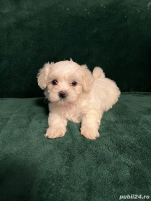 Bichon Mini Toy - imagine 3