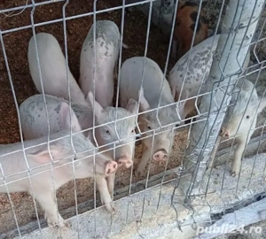 Vand Porci Duroc si Porci Albi - imagine 3