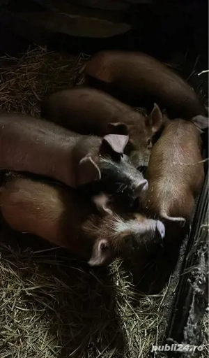 Vand Porci Duroc si Porci Albi - imagine 2