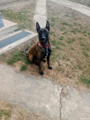 femela belgian malinois 