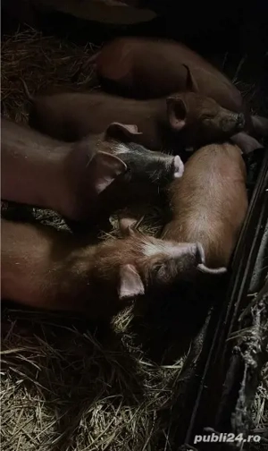 Vand Porci Duroc si Porci Albi - imagine 4