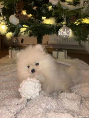 Pui pomeranian, BOO- rasa pura