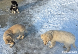 Donez  pui Labrador  - imagine 4