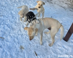 Donez  pui Labrador  - imagine 3