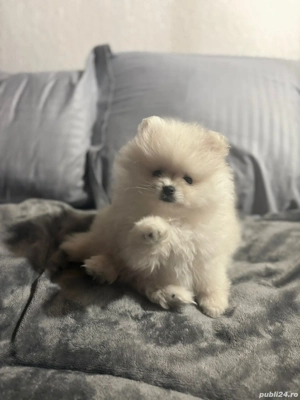 Pui pomeranian boo rasa pura - imagine 3