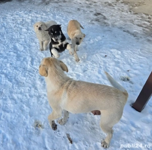 Donez  pui Labrador  - imagine 5