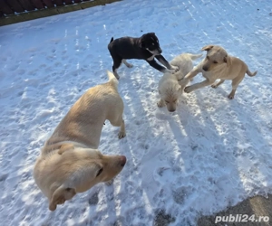 Donez  pui Labrador  - imagine 2