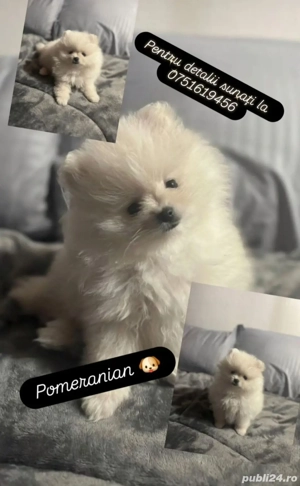 Pui pomeranian, BOO- rasa pura - imagine 2