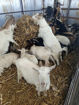 vand capre tinere si gestante - imagine 2