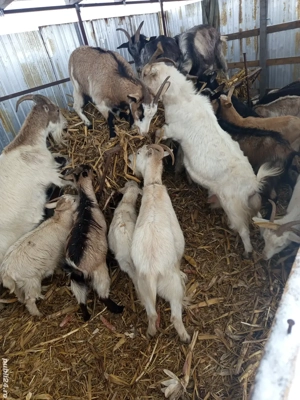 vand capre tinere si gestante - imagine 4